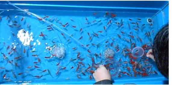 図 2.4: 実際の金魚すくいの様子 図 2.4 を見ると中央にも金魚が多数いる事が分かる。これらは近くに金魚が居る 事で壁と同じような働きをするのではないかと考える。 2.3 金魚の特徴的な動き 金魚には動いている影からは逃げて、一定時間静止した影に集まる習性がある。 これを利用し、縁日の金魚すくいでは自分自身の体や、団扇などで影を作り、金 魚を集める事ですくい易くなるというテクニックが有る [14]。図 2.5 は影が出来た 瞬間の金魚の密集度の画像で、図 2.6 は図 2.5 から 12 秒時間が経過