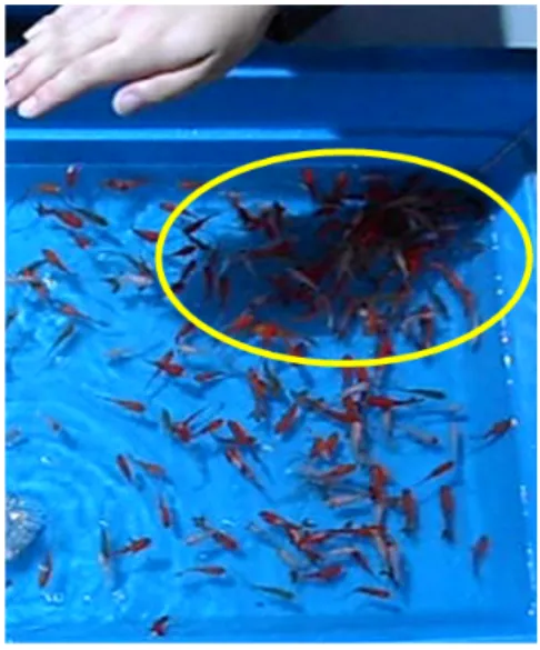 図 2.5: 影が出来た時の金魚の密度 図 2.6: 12 秒経過した金魚の密度 図 2.7: 影が出来た時の金魚の密度 図 2.8: 7 秒経過した金魚の密度 金魚には鼻上げという行動がある。この行動は狭い水槽に多数の金魚を入れる 事などで酸欠が起きた際に、酸素の多い水面へと浮上し水面で口をパクパクさせ る事を指す。金魚すくいで金魚が鼻上げを行うと、浅い所ですくえる為、ポイへ の負担が少なくなる。