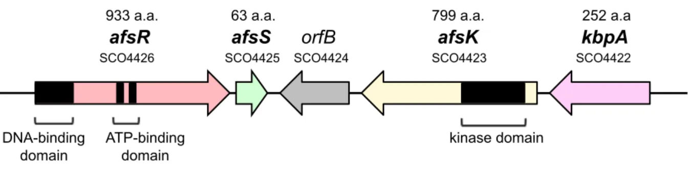 図 1. 3. 2.   AfsK-AfsR-AfsS シ グ ナ ル 伝 達 経 路 関 連 遺 伝 子 の 染 色 体 上 で の 並 びafsR afsS orfB afsK kbpA 