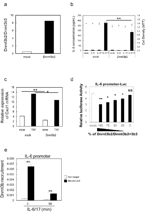 図 15  Dnmt3b2 の過剰発現は NF-κB シグナルの活性化を抑制した 