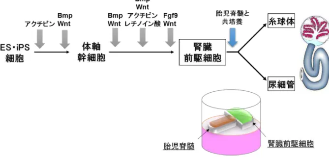図 ４ ．（ 左上 ） マウ ス ES 細 胞 か ら作 成し た腎 臓組織