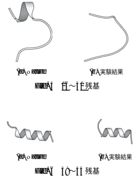 Fig. 4 Protein-A の Native 構造