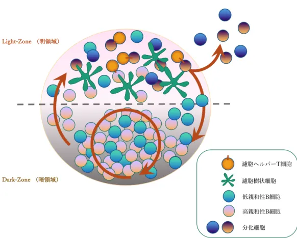 図   1-1.  胚中心におけるＢ細胞の分化