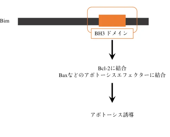 図 1-2 : anti-apoptotic BH3- only  タンパク質   Bim の働き Bim  に代表される BH3-only  タンパク質は、 bcl-2 ファミリー分子に特徴的な BH1 、 BH2 、 BH3 ドメインのうち、 BH3 ドメインのみを有しており、その BH3 ドメインを介して Bcl-2 や Bax などと相互作用することで機能を発揮していることが知られている。BimBcl-2BaxBH3 