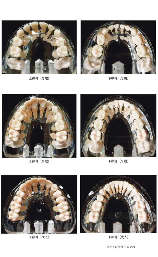 図 5　年齢別の萌出状況 Fig.5. Eruption stage of every age上顎骨（３歳）上顎骨（９歳）上顎骨（成人） 下顎骨（３歳）下顎骨（９歳）下顎骨（成人） ※成人は第３臼歯欠如