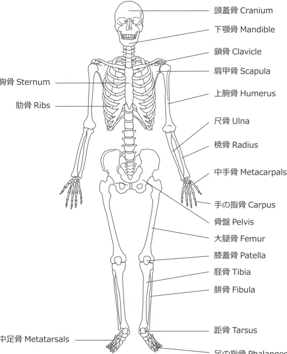 図 1　人体骨格（原島・河合 2004 一部修正）