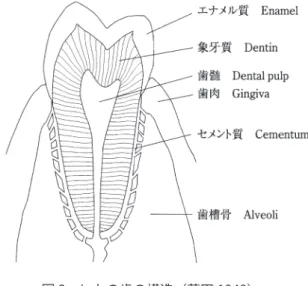 図 2　ヒトの歯の構造（藤田 1949）