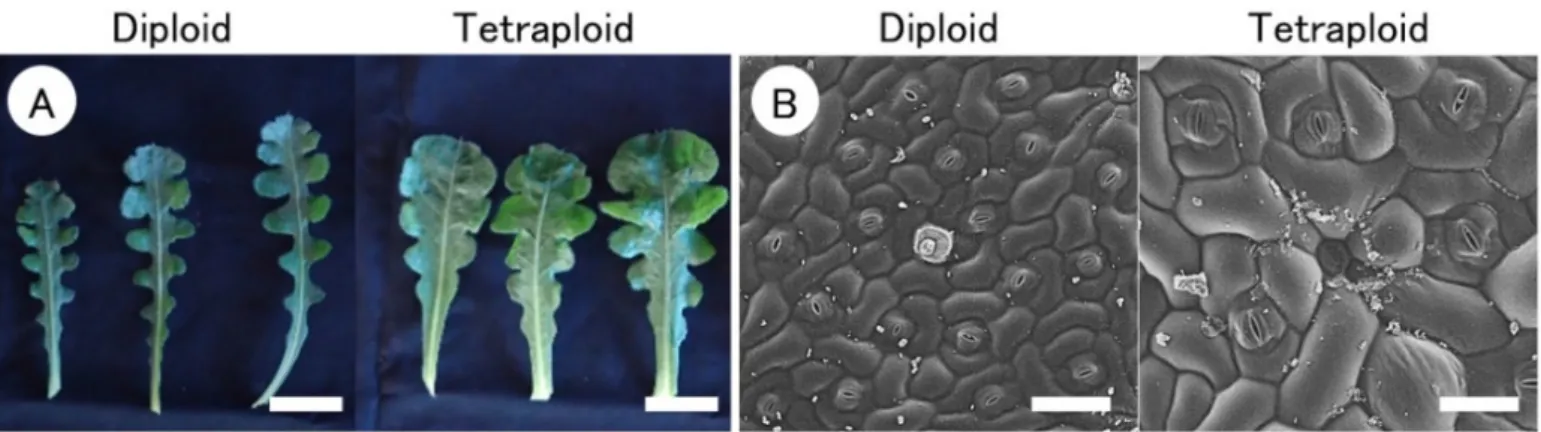 Table 2. Comparison of leaf morphological characteristics of tetraploid Limonium sinuatum  1 