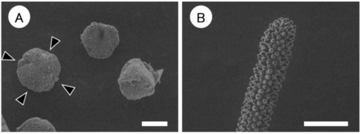 Table 4. Comparison of the morphological characteristics of mixoploid Limonium sinuatum plants at the flowering stage in  the second year  1 