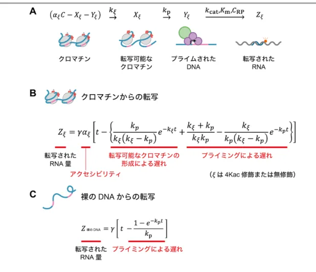図 4  クロマチンからの転写反応の速度論モデル
