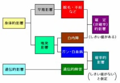 図 2.4.1 放射線の人体への影響の分類 