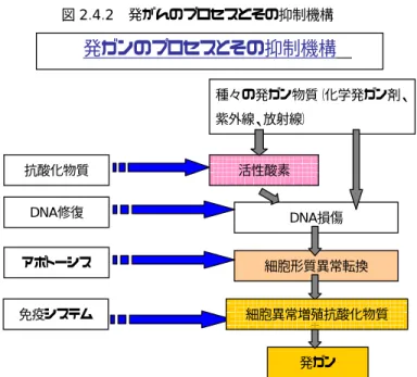 図 2.4.2 発がんのプロセスとその抑制機構  (1)環境中のさまざまな発がん要因により、直接に、あるいは活性酸素と呼ばれる反応性の 高い分子の生成を介して、遺伝子（DNA）の上に損傷が生ずる。  (2)遺伝子上に損傷を持った細胞はある頻度でがん細胞となる。  (3)がん細胞が、正常な増殖の制御を逸脱して無秩序に増殖し、疾患としてのがんに至る  図 2.4.2 に示すように、生体内にはこうした DNA 損傷を抑制し、除去する多段階の機 構が備わっている。 従って、 生命体は放射線に対してまったく無抵抗とい