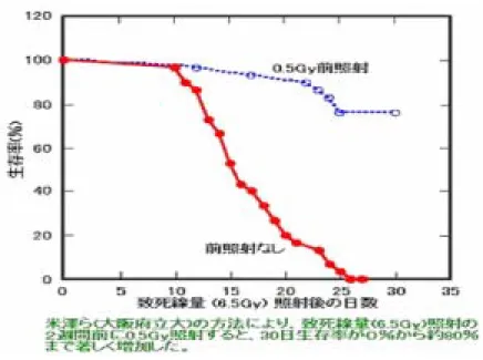 図 2.6.3 低線量の放射線前照射による致死線量照射マウスへの救命効果  〔出典〕放射線医学総合研究所  このように低線量の放射線や微量の化学物質の事前処理よって引き起こされる影響減 少効果を一般的に適応応答と呼ぶ。適応応答が放射線や化学物質などによる外部刺激（ス トレス）に対する細胞あるいは臓器レベルの反応として理解されている。    放射線適応応答については、微生物、培養細胞やヒトリンパ球を用いた実験研究が 1980 年代初頭より数多く行われてきた。これらの実験の結果、    （１）最初の照射線量には