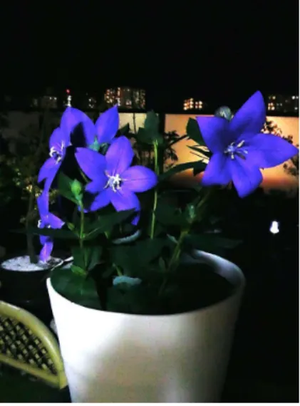 図 7 　夜のバルコニーで美しく咲く桔梗の花．