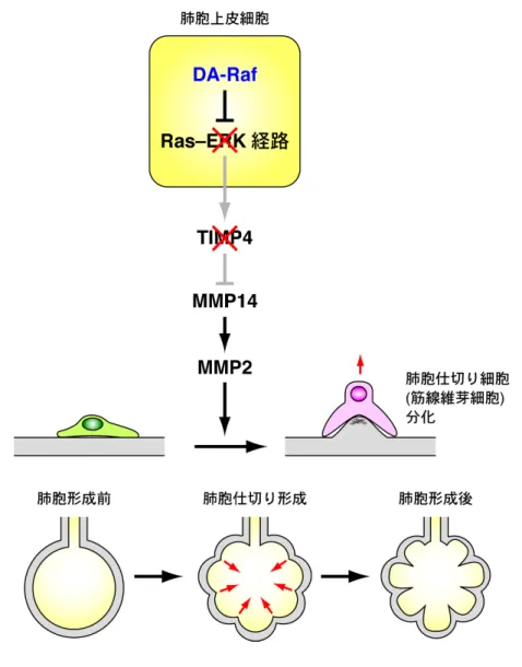 図 1  肺胞形成の分子的なしくみ 