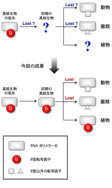 図 １ １ １ ： １ ： ： 真核生物 ： 真核生物 真核生物 真核生物 の の の の進化 進化 進化 進化における における における における リボゾーム リボゾーム リボゾーム RNA リボゾーム RNA RNA RNA 合成系 合成系 合成系 合成系 の の の の進化 進化 進化 進化     