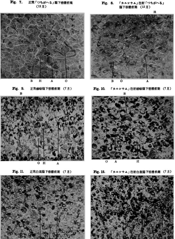 Fig.  7.  正常 「つ ち が へ る」腦 下垂體 前 葉 (12月) Fig.  8. 「 カ ル シ ウム 」注 射 「つ ち がへ る」 腦 下 垂體 前 葉(12月) Fig.  9.  正常蟾蜍腦 下 垂體 前葉(7月) Fig.  10.  「カ ル シ ウム 」注 射 蟾 蜍腦 下垂體 前葉(7月) Fig.  11.  正 常 白 鼠腦 下垂體 前葉(7月) Fig.  12.  「カル シ ウ ム」注射 白鼠腦 下垂體 前葉(7月)