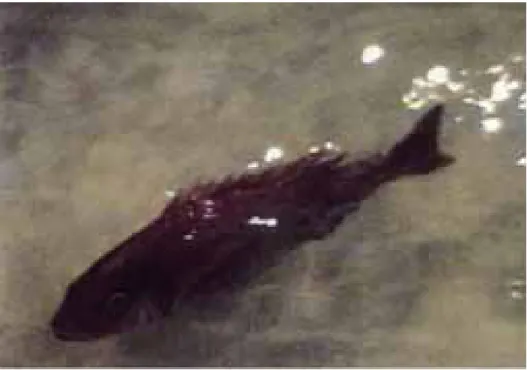 図 15  生物運動型潜水機の遊泳状況