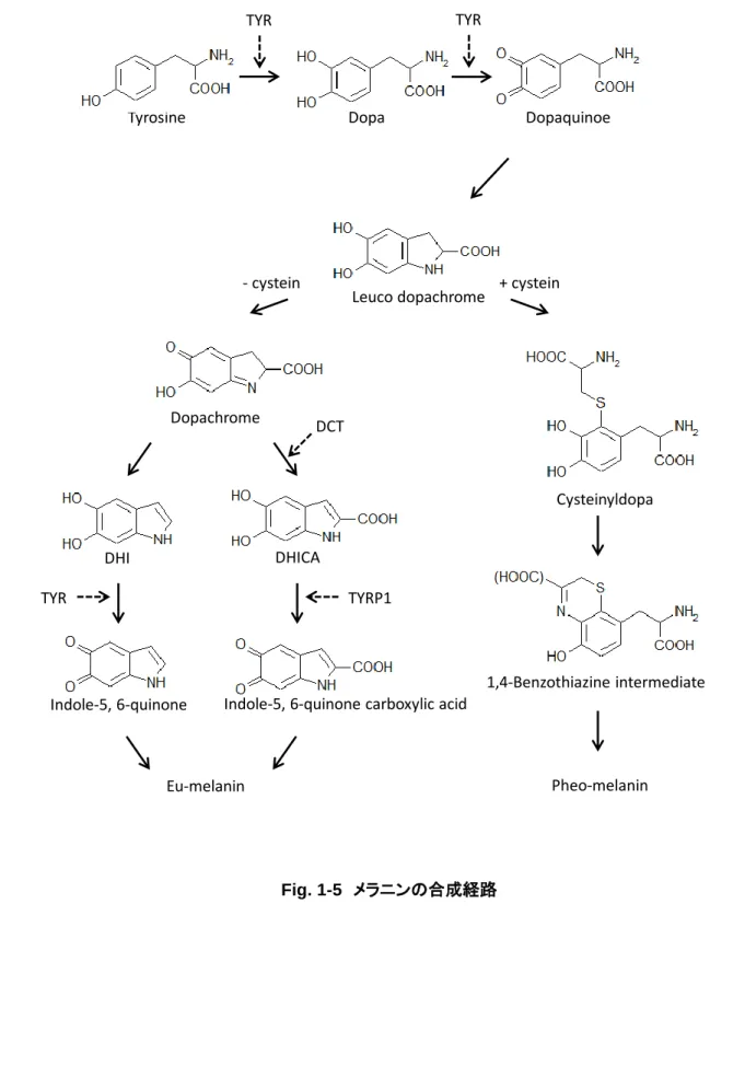 Fig. 1-5 メラニンの合成経路