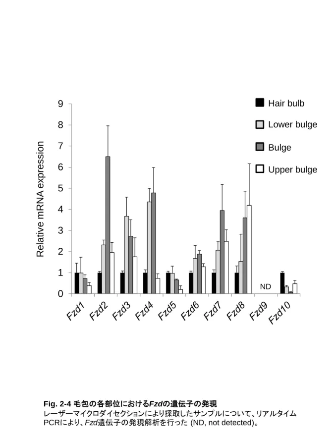 Fig. 2-4 毛包の各部位におけるFzdの遺伝子の発現