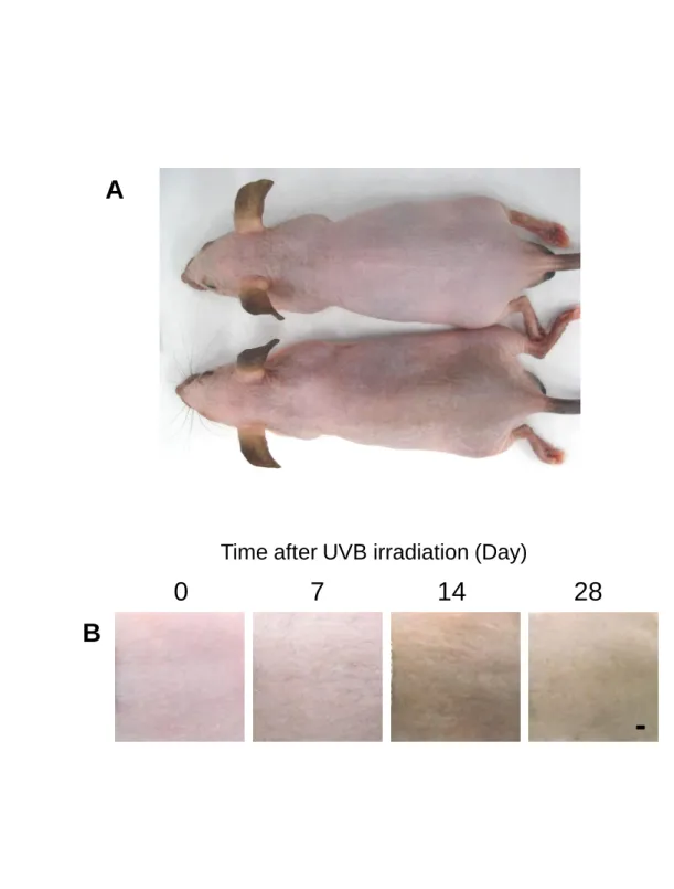 Fig. 3-2 UVB照射後の皮膚外観の変化