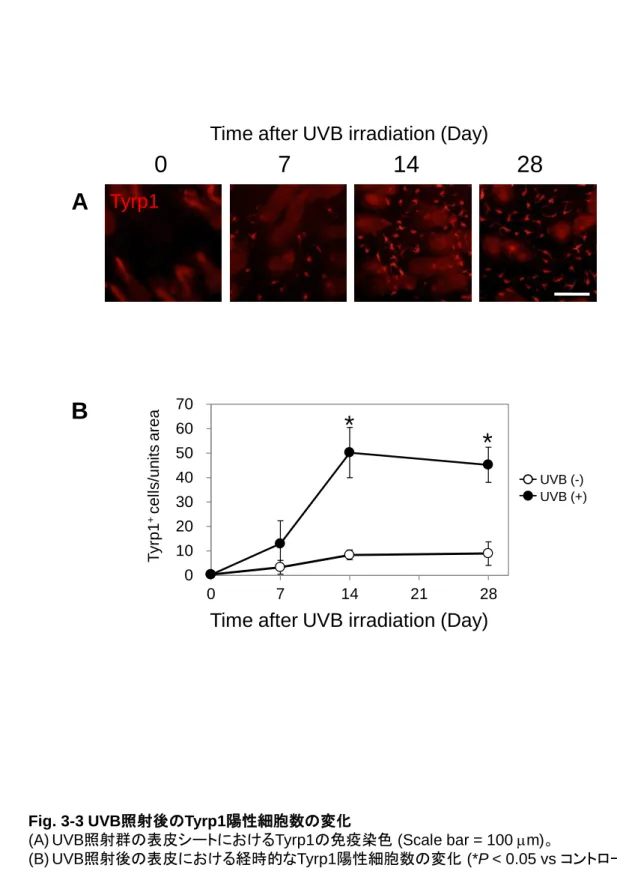 Fig. 3-3 UVB照射後のTyrp1陽性細胞数の変化