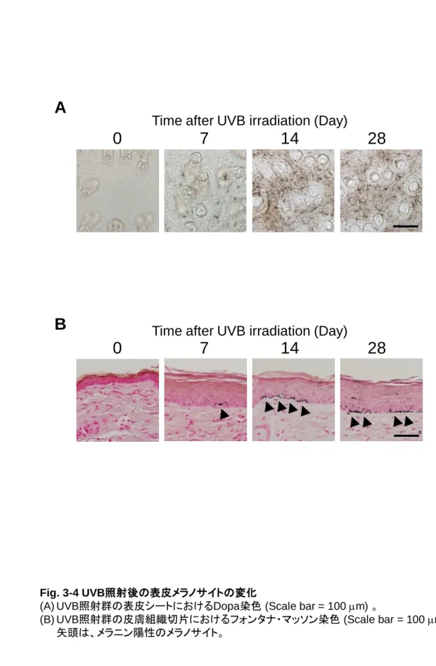 Fig. 3-4 UVB照射後の表皮メラノサイトの変化