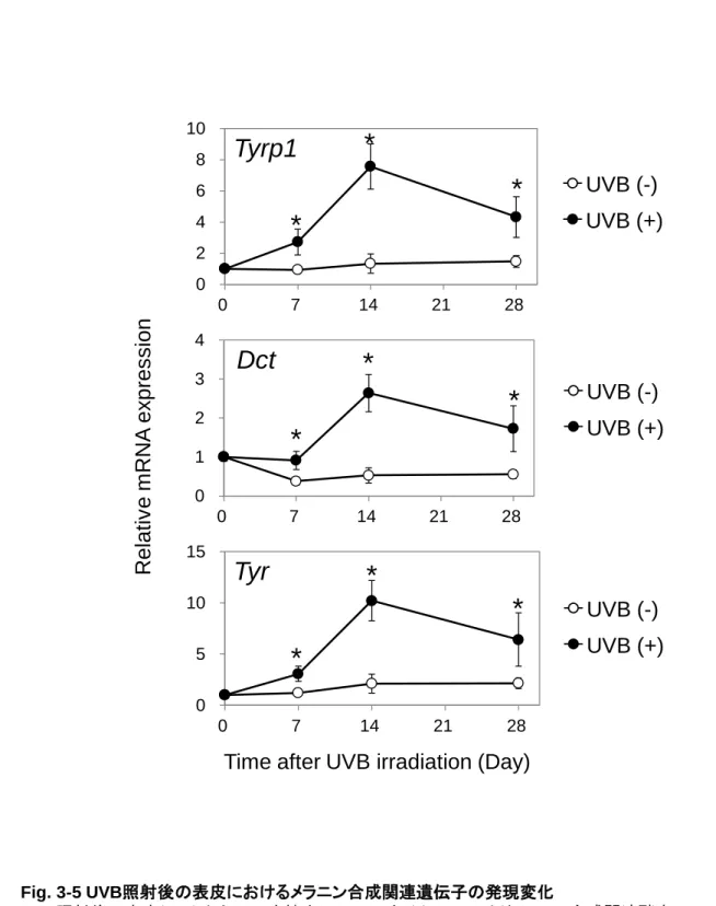 Fig. 3-5 UVB照射後の表皮におけるメラニン合成関連遺伝子の発現変化