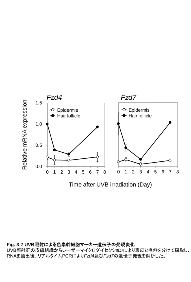 Fig. 3-7 UVB照射による色素幹細胞マーカー遺伝子の発現変化