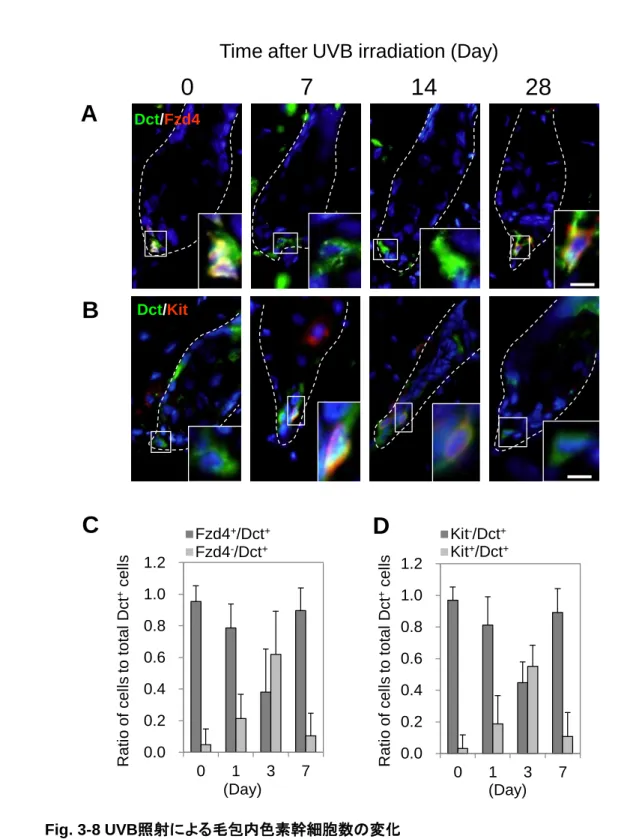 Fig. 3-8 UVB照射による毛包内色素幹細胞数の変化 (A, B) 