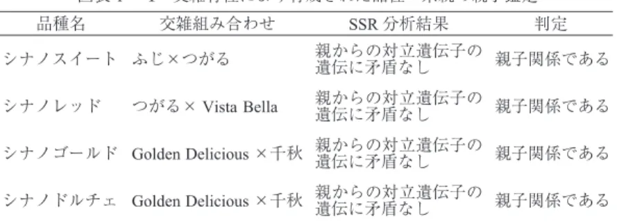 図表 4 ─ 1 交雑育種により育成された品種・系統の親子鑑定 品種名 交雑組み合わせ SSR 分析結果 判定 シナノスイート ふじ×つがる 親からの対立遺伝子の 遺伝に矛盾なし 親子関係である シナノレッド つがる× Vista Bella 親からの対立遺伝子の 遺伝に矛盾なし 親子関係である シナノゴールド Golden Delicious ×千秋 親からの対立遺伝子の 遺伝に矛盾なし 親子関係である シナノドルチェ Golden Delicious ×千秋 親からの対立遺伝子の 遺伝に矛盾なし 親子関
