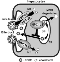 Fig. 3. Regulation of Biliary Cholesterol Excretion by Func- Func-tional Associations among NPC2, ABCG5/G8, and NPC1L1 2,16)