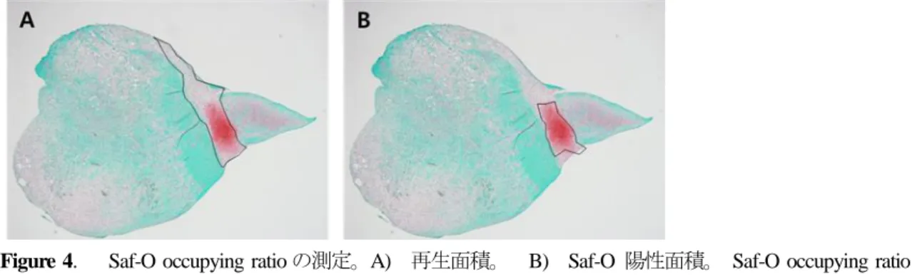 Table 2.  組織学的所見に対するスコアリングシステム (Kobayashi et al., 2010)