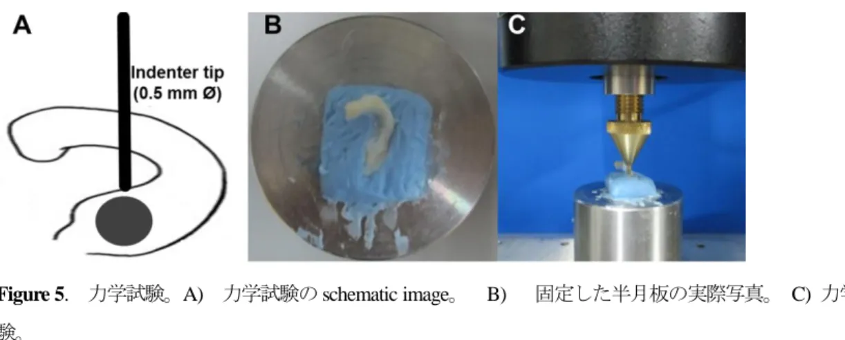 Figure 5.  力学試験。A)  力学試験の schematic image。  B)  固定した半月板の実際写真。  C)  力学試