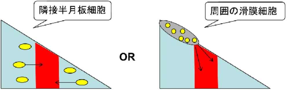 Figure 10.    半月板組織の再生メカニズムにおける有力な２つのモデル。
