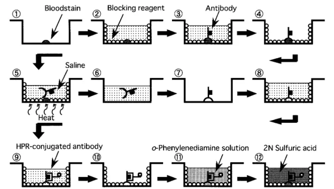 Fig. 1 Procedures for absorption-elution test combined with ELISA.