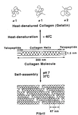 Fig.  1  Schematic  illustration  of  the  heat-denaturation and  self-assembly  of  the  intact  Type  I  collagen.