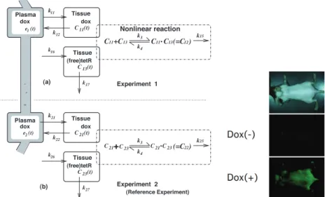 Fig. 1 The experiments for bio-imaging. (a) Experiment 1. (b) Experiment 2. In biology, such an experiment is sometimes called ‘reference experiment’ because this is much the same as Experiment 1 except for the observed part.
