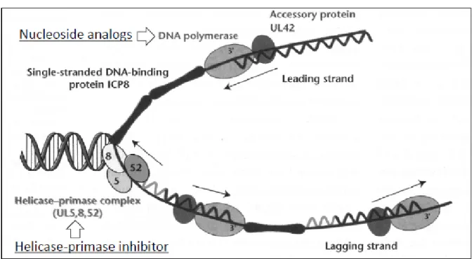図   1.5-2 DNA 合成阻害の機序 8) 文献 8) の Fig. 1 を一部改変 1.5.2    対象疾患について 1.5.2.1    帯状疱疹の病態 9)10) 帯状疱疹は、神経節に潜伏感染している VZV の再活性化により生じるウイルス感染症である。 VZV は、気道粘膜又は眼結膜から侵入・増殖し、全身皮膚に達して水痘となる。水痘の症状は、 約 1 週間で自然に治癒するが、皮膚の表皮細胞で増殖した VZV は、知覚神経を伝わって三叉神経節 や脊髄後根神経節のサテライト細胞に感染し、数年から