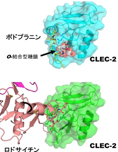 図 2 CLEC-2 受容体がポドプラニン、ロドサイチンと結合する仕組み 