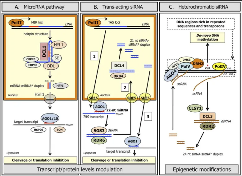 図 1  植物におけるsmall RNAの生成経路(Le Trionnaire et al. 2010) 