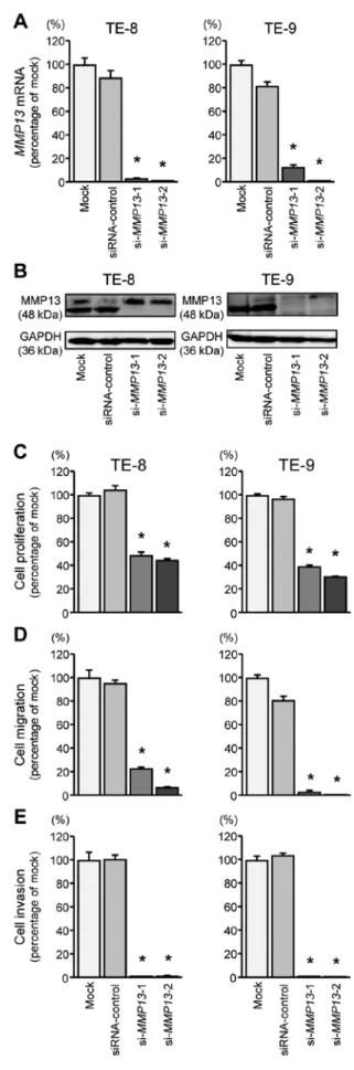 Figure 5. Loss of function studies using siRNAs. (A) Expression levels of  MMP13 mRNA after transfection with si-MMP13 in ESCC cell lines