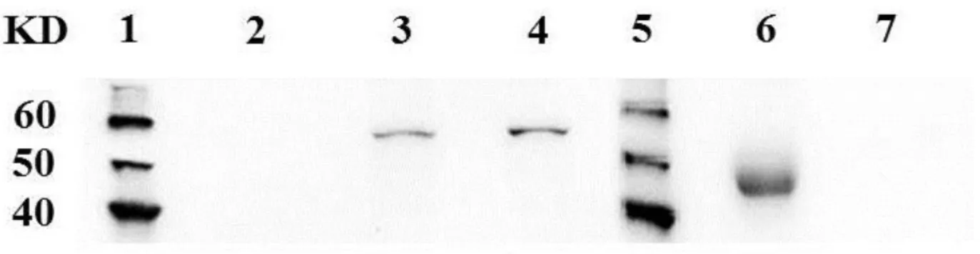 Fig  3–1.  Immunoblot  for  detection  of  CD25  in  3  canine  lymphoid  cell  lines  and  a  serum  sample from healthy dog