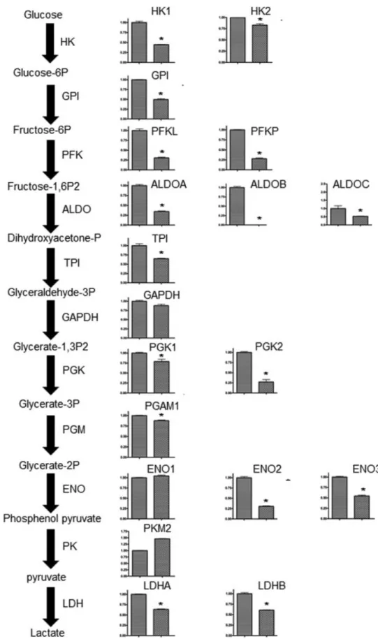 Figure 5. Effect of HNF-1b suppression on glycolytic enzymes Messenger RNA expression of HK1, HK2, GPI, PFK-L, PFK-P, ALD-A, ALD-B, ALDOC, TPI, PGK1, PGK2, PGAM 1, ENO2, ENO3, LDHA, and LDHB were decreased in  RMG2-HNF1b-sh1 (right bar) cells, relative to 