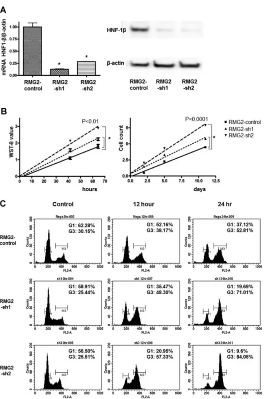 Figure 1. Short hairpin RNA mediated knockdown of HNF-1 b expression enhanced cell proliferation rates with suppression of CDKN1A and CDKN1B protein expression and progressed cell cycle the G1/S to G2/M phase
