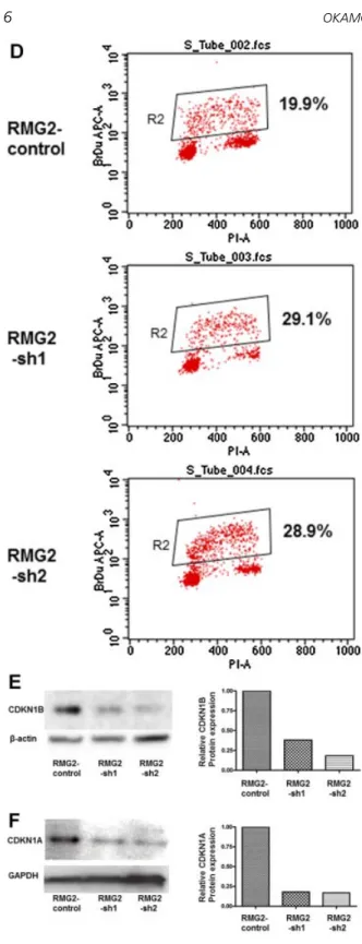 Figure 6A). OCCC signature downregulated genes (44 probe sets) were significantly enriched in the HNF-1 b  -knockdown cells when compared with the  non-silencing control cells (FDRq-value ¼ 0.0019 and 0.0051, respectively; Figure 6B)