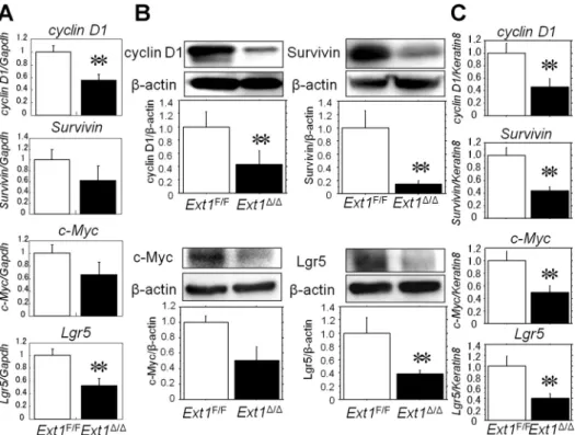 Fig. 4. The mRNA and protein levels of Wnt- Wnt-target genes were lower in IECs from  intestine-specific Ext1 knockout mice than those from Ext1 F/F mice 4 days after 10 Gy TBI