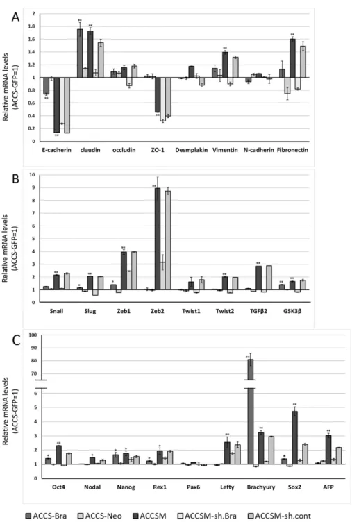 Figure 2. Effects of BRACHYURY transfection on gene expression related to epithelial–