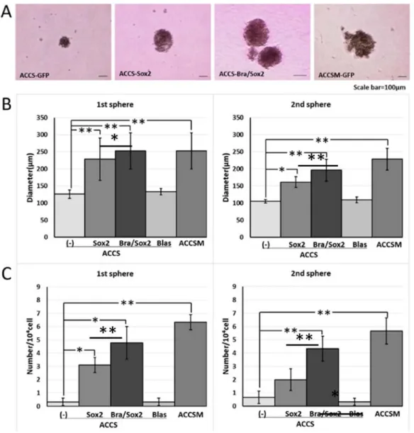 Figure 3. Effects of BRACHYURY and SOX2 transfection on the sphere-forming ability  of ACCS (adenoid cystic carcinoma) cells