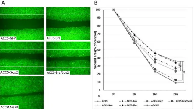 Figure 5. Effects of BRACHYURY and SOX2 transfection on cell migration of ACCS  cells